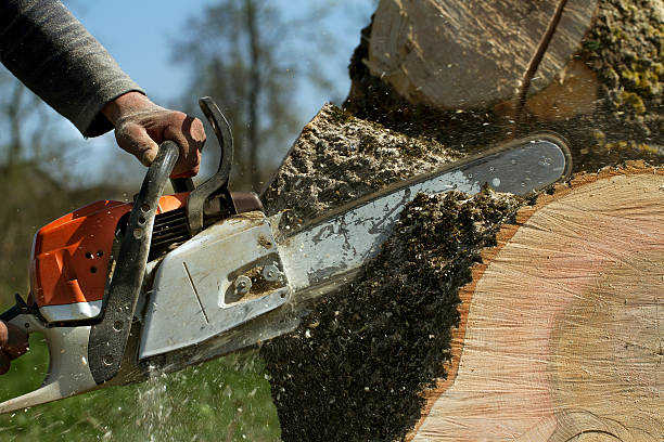 How Our Tree Care Process Works  in  South Fulton, GA