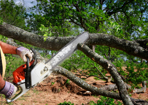 Best Hedge Trimming  in South Fulton, GA